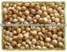 
Sorghum White Seeds 
