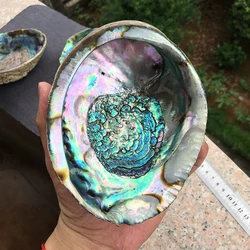 Natural high quality selling colored large abalone polished shells for DIY decoration