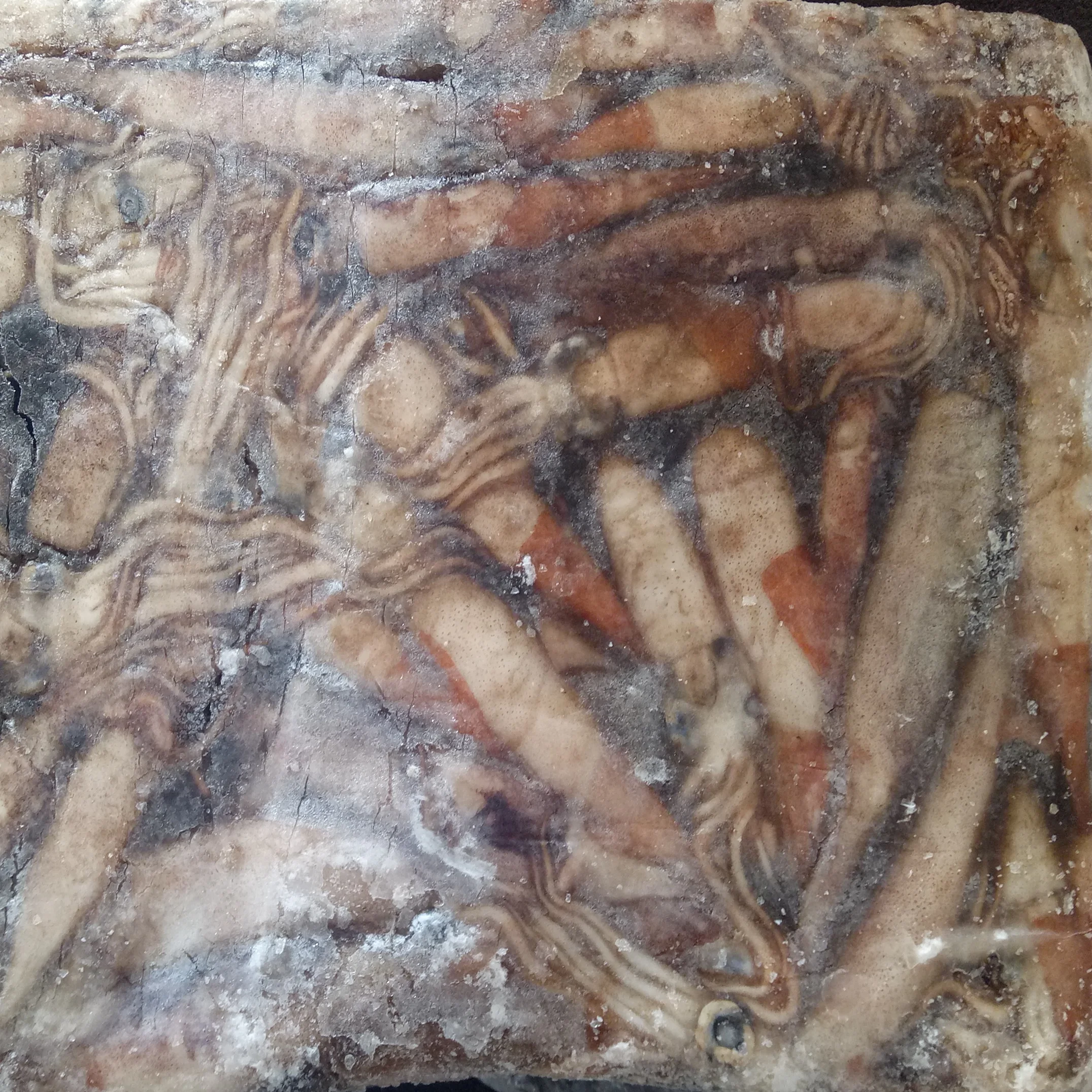 China origin best price of baby squid/ fly squid/ little squid