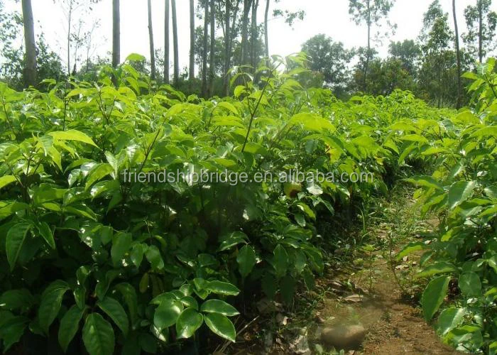 
The Landscape tree Heteropanax fragrans seedling 