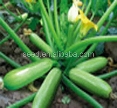 Bulby squash seeds light green early mature hybrid f1 summer squash seeds