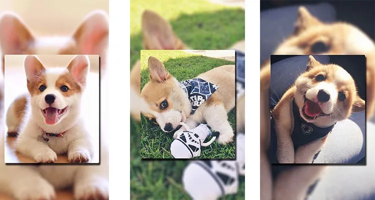 MACY-PAN Big animals veterinary equipment 1.4ATA hyperbaric oxygen chamber