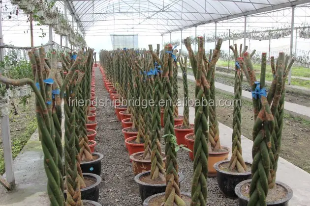 
Pachira aquatica Bonsai 