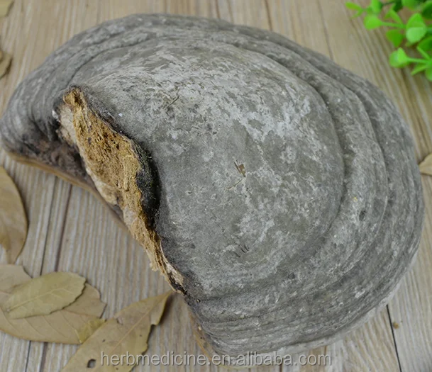 
Dried wild natural tinder fungus Pyropolyporus fomentarius 