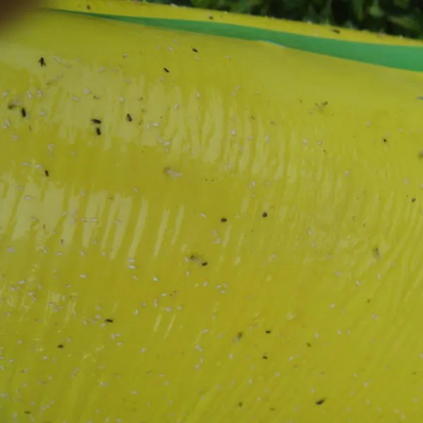 Whitefly pheromone lure, Trialeurodes Vaporariorum insect pest pheromone