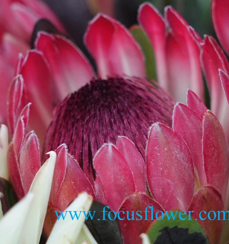 fancy items fresh cut flowers names of flowers used for decoration