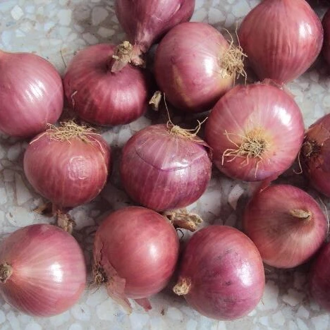 supply fresh red onion packing in 5kg/10kg/20kg mesh bag