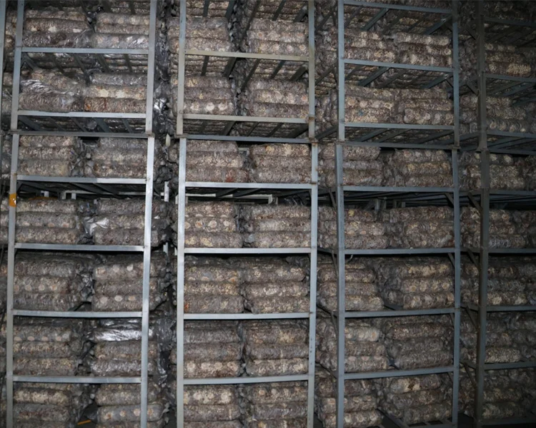 
mushroom growing champignon mushroom green house shiitake mashroom qihe #7 