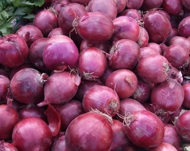 
fresh shallot onion 2018 New Price 