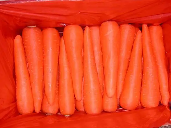 
New crop fresh chinese carrots origin Shandong/Hebei/Mogolia/Xiamen 