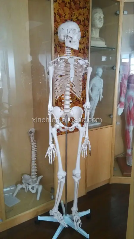 Пластиковый человеческий скелет 170 см и 66 дюймов
