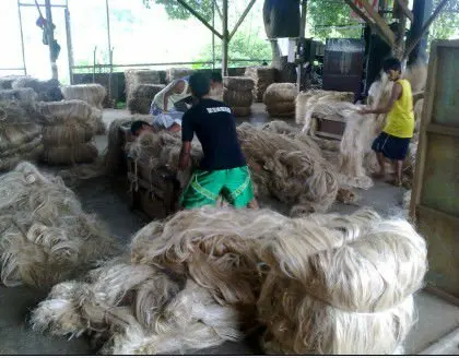 I grade philippine abaca hemp yarn abaca fiber raw nature fiber for abaca paper pulp material handmade paper