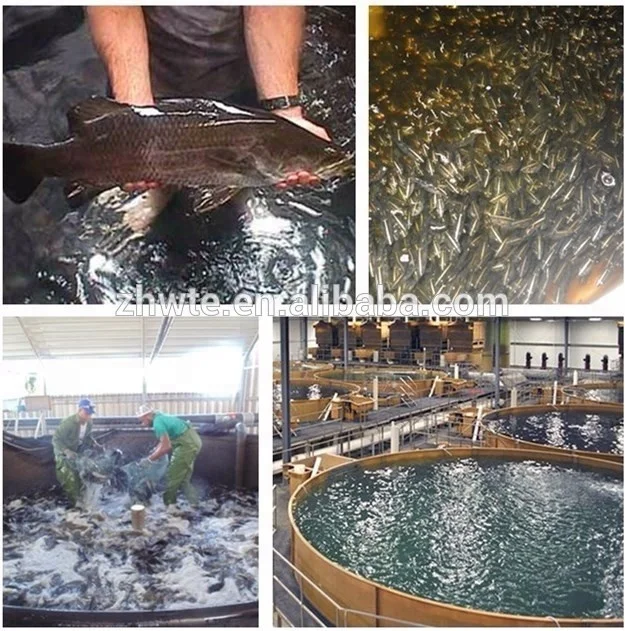 Customized 60Tons/year Catfish and Tilapia Fish Farming System