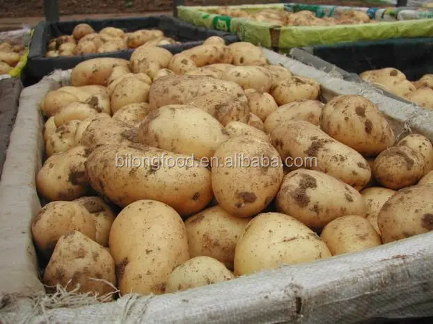 
wholesale new crop fresh holland potato (chinese product)2019 