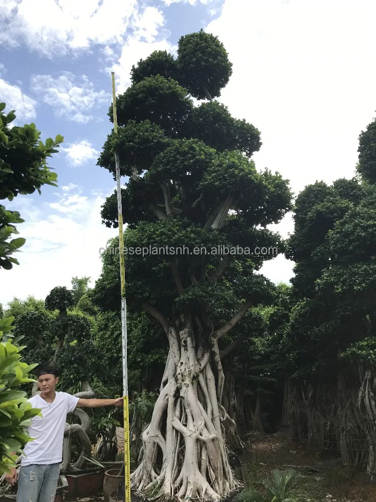 Ficus microcarpa shape 6#Net big bonsai trees for