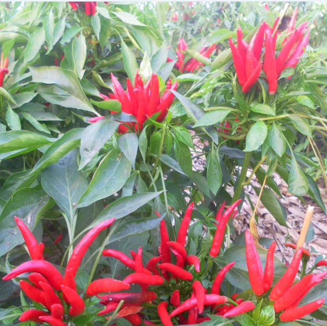 hot chili  dried by sun