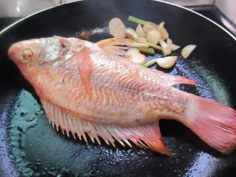 
fresh frozen red tilapia fish 