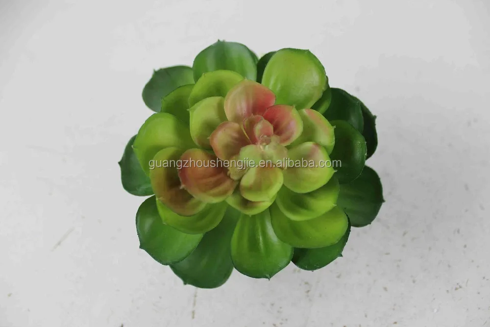 Decorative mini cactus succulent plant for vertical green wall