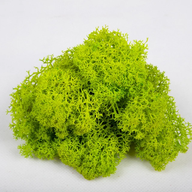 wholesale  everlasting raw material  dried stabilized preserved moss from china
