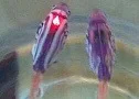 HTB1QIELPXXXXXXdaXXXq6xXFXXXK