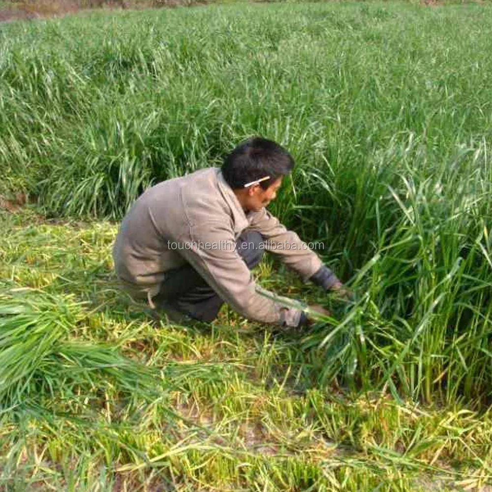 
2021 Touchhealthy supply Hot sale ryegrass seed for sowing 