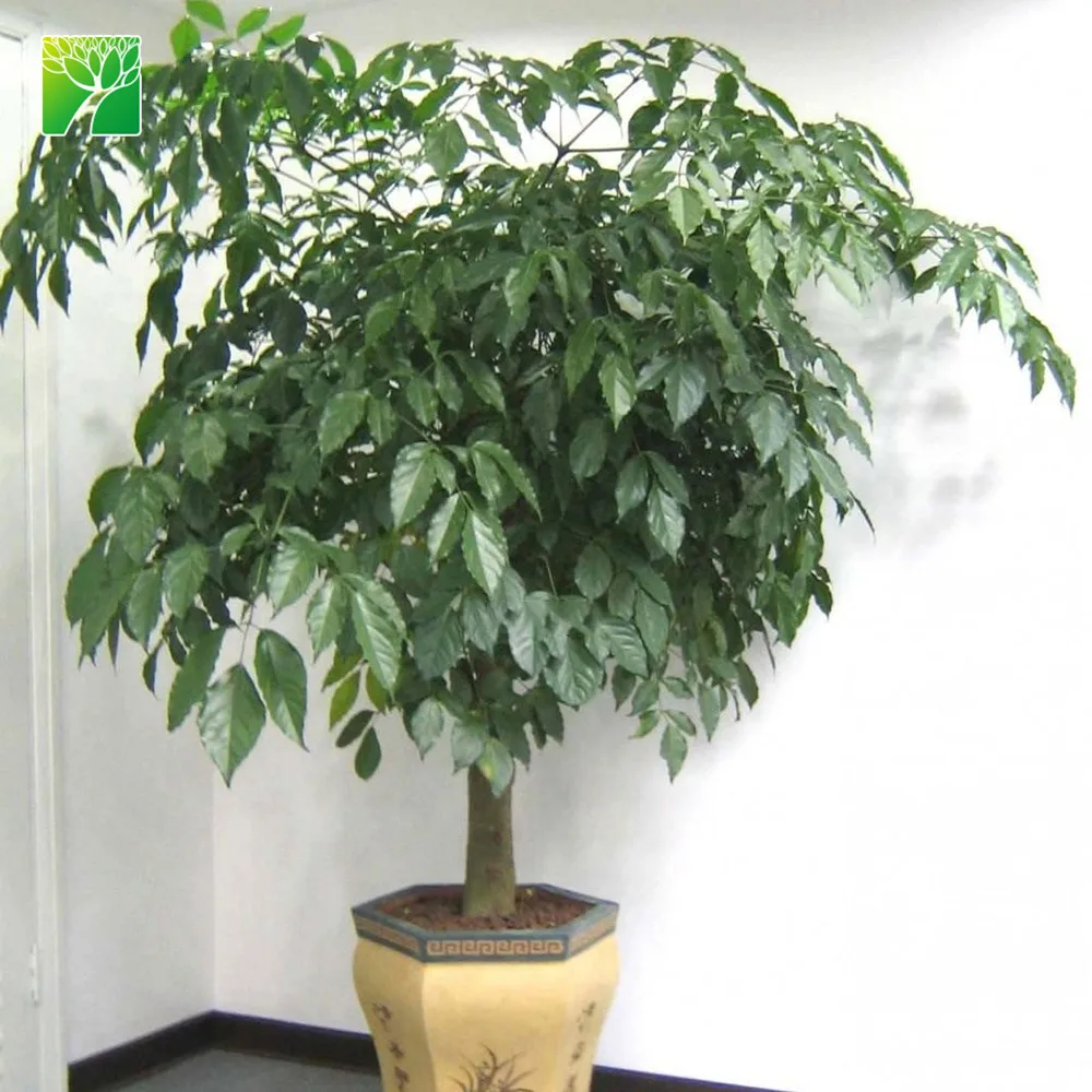 
Low maintenance medium water garden arbor plant serpent tree Radermachera sinica 