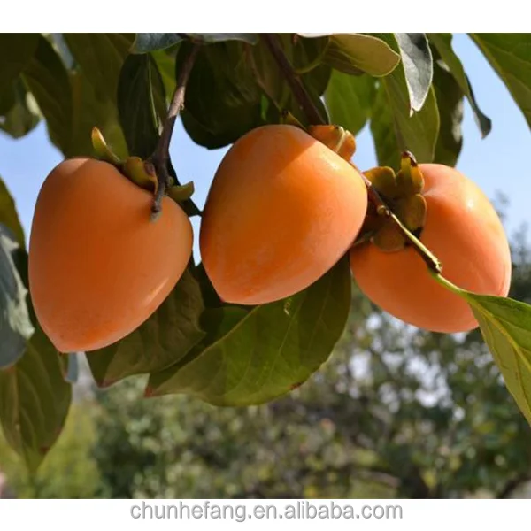 Chinese high quality dried persimmon frozen dried fruit in low price