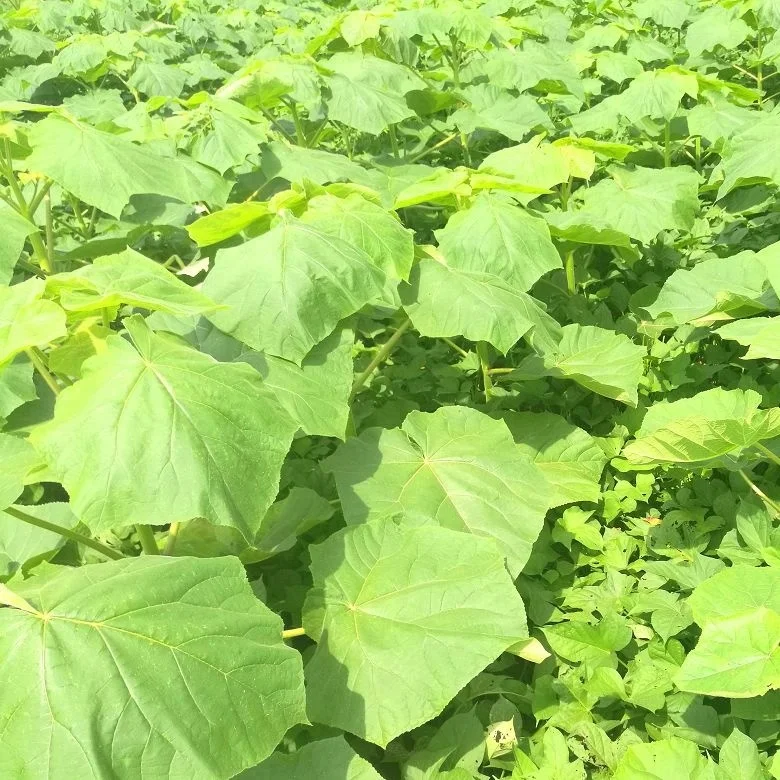 chinese high quality fast growing timber paulownia tomentosa plant for growing