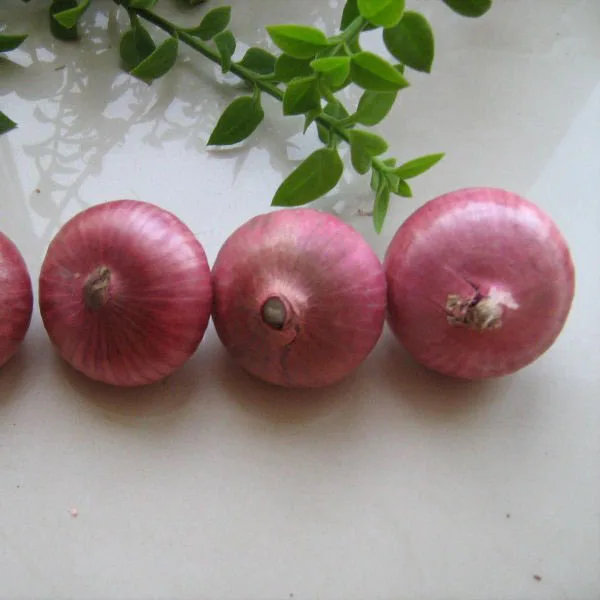 Onion Exporter Fresh Onion