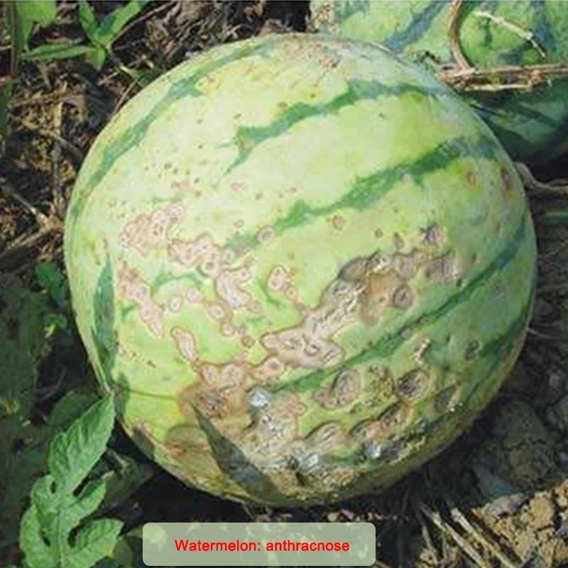  Манкозеб 80% WP фунгицид CAS NO. 8018-01-7 Maneb Manol Mancoceb Man City