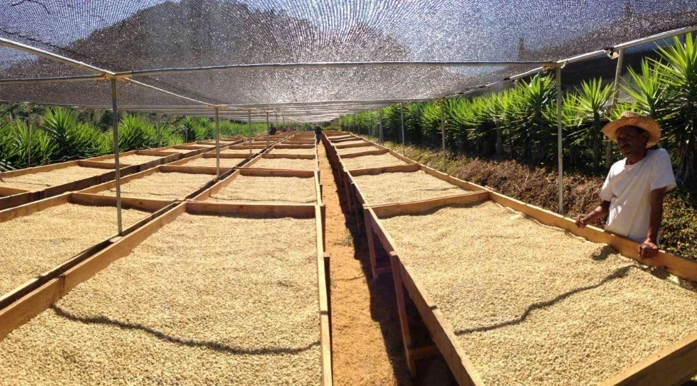 green coffee bean export price raw coffee