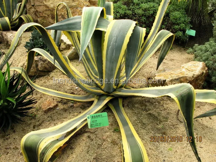 
Natural plants Agave americana var marginta for sale 