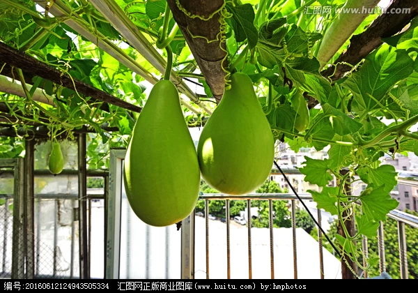 
Agriculture companies green long hybrid bottle gourd hugua seeds 1kg/bag 