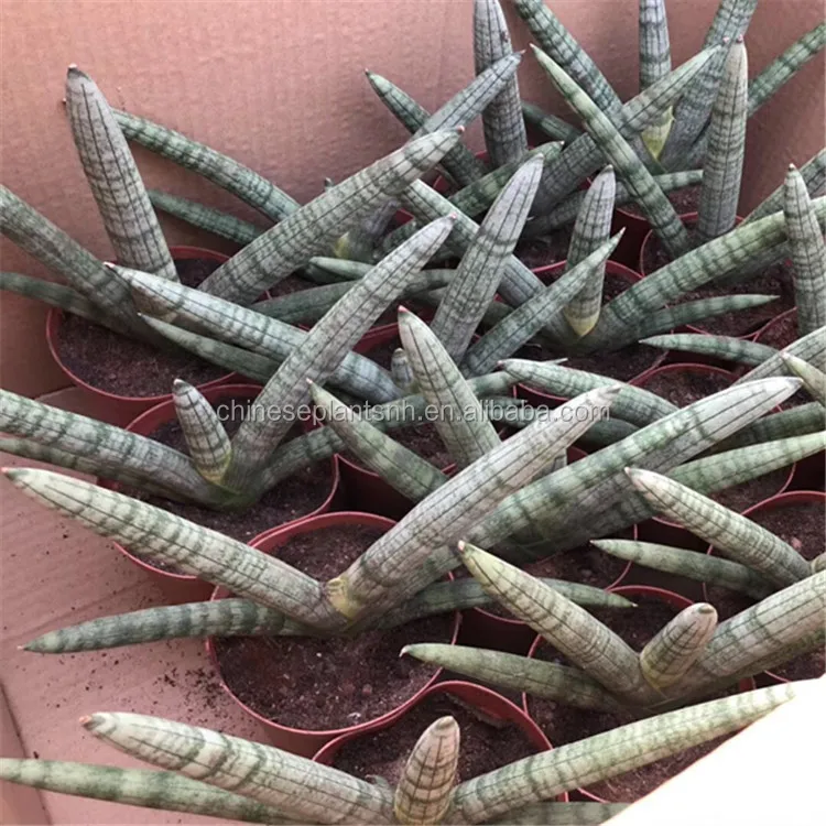 
Sansevieria Trifasciata,Sansevieria Surpeba, Sansevieria laurentii 
