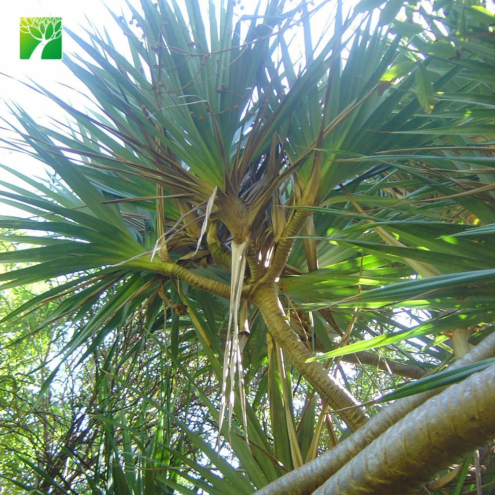 Natural outdoor ornamental perennial flowering plants name pandanus utilis