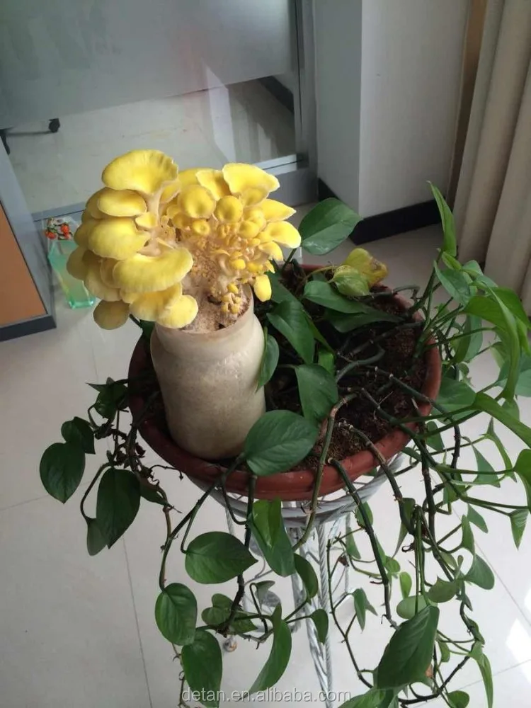 
Detan Oyster Mushroom Bags 