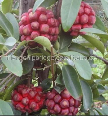 sale Kadsura coccinea tropical fruit trees