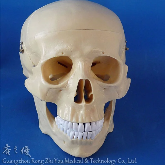 Plastic Human Skull Model,3D Skull Skeleton