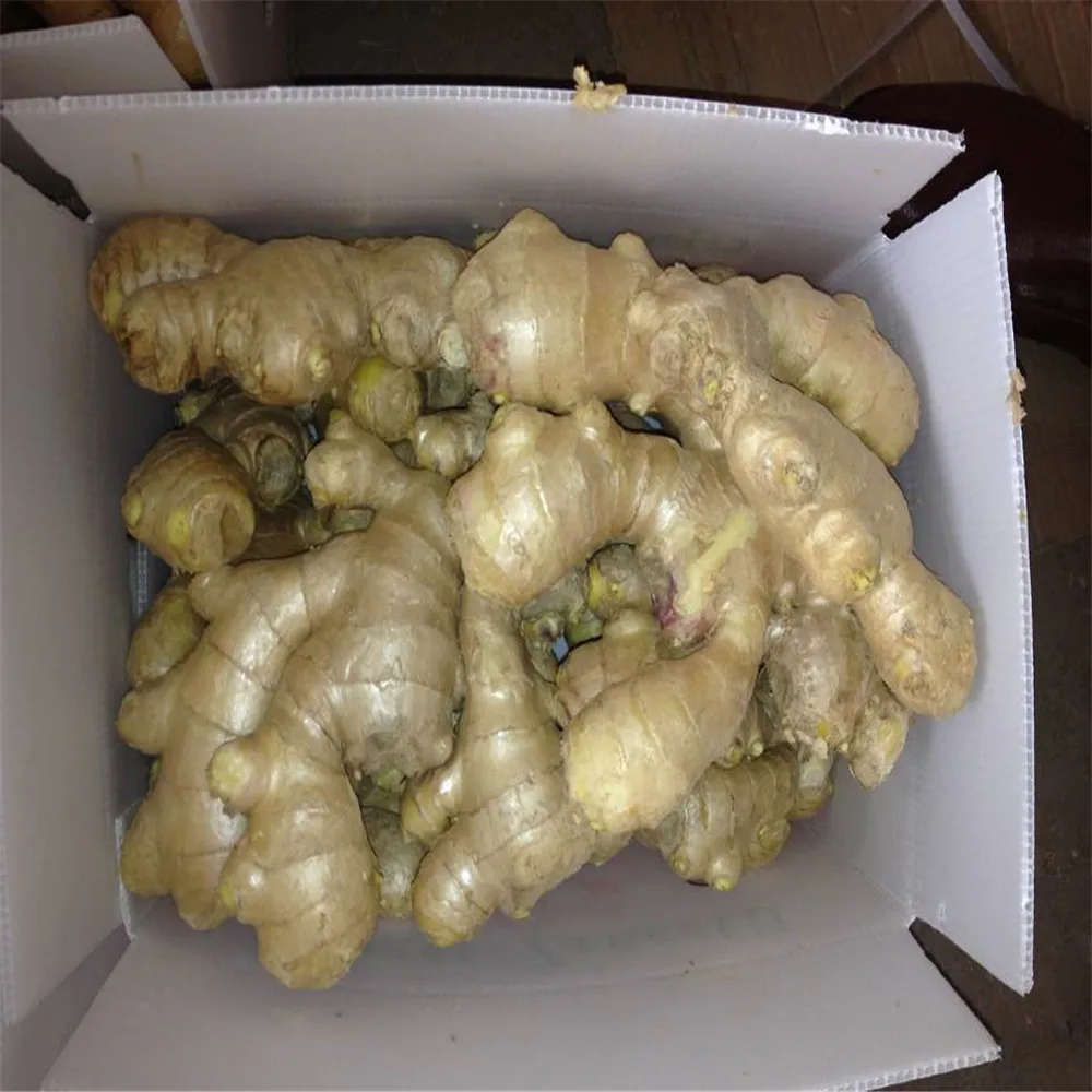 
Carton fresh ginger mesh bag fresh ginger 