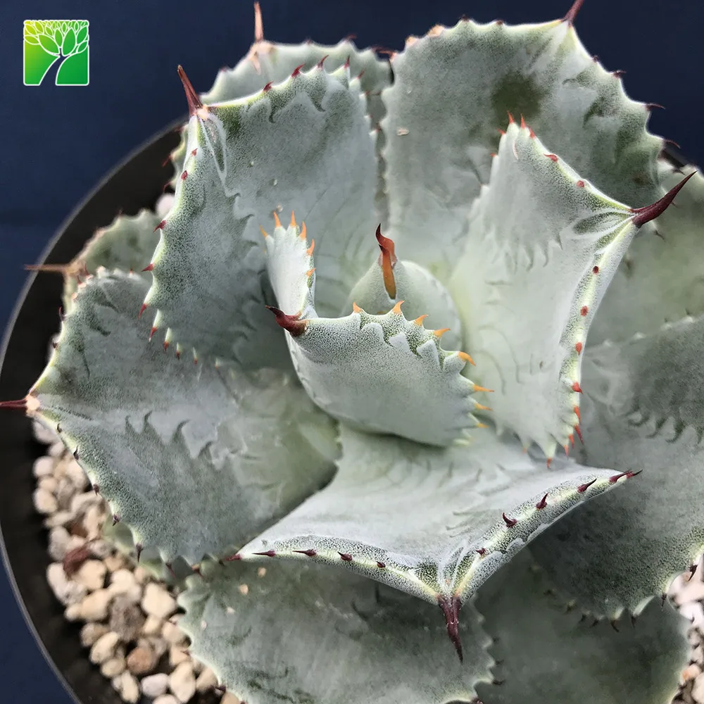 Лидер продаж, многолетние живые суккуленты Agave картофеля