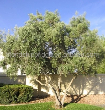 Ornamental natural plant Olive tree