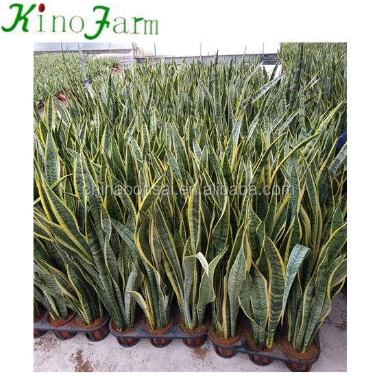 Hotsell Different Types Of Sansevieria