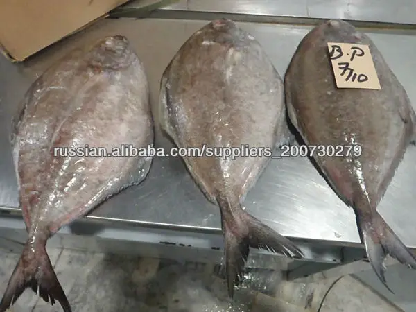 замороженные черный брама рыбы
