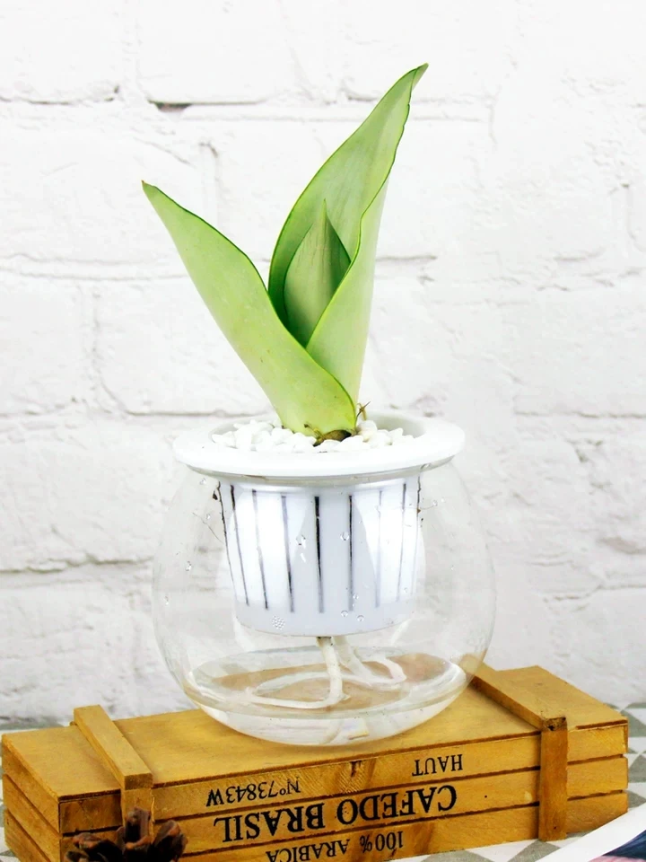 
Ornamental plant bonsai Sansevieria trifasciata Prain 