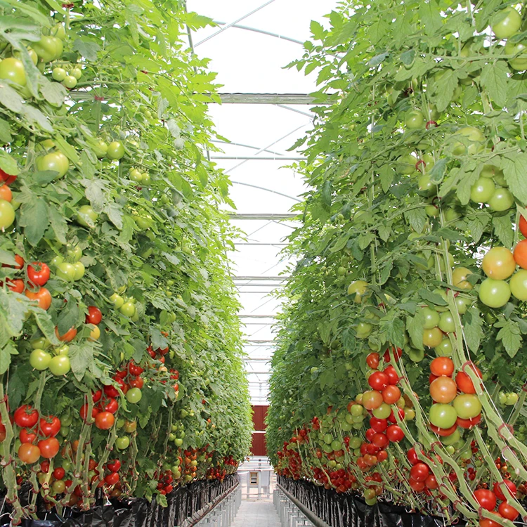 
Agricultural Glass Panel Galvanized Steel Structure Greenhouse For Tomato 