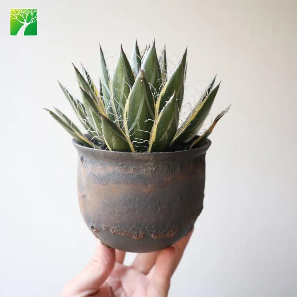 Горячая Распродажа, натуральные Свадебные суккуленты, Агава филифера
