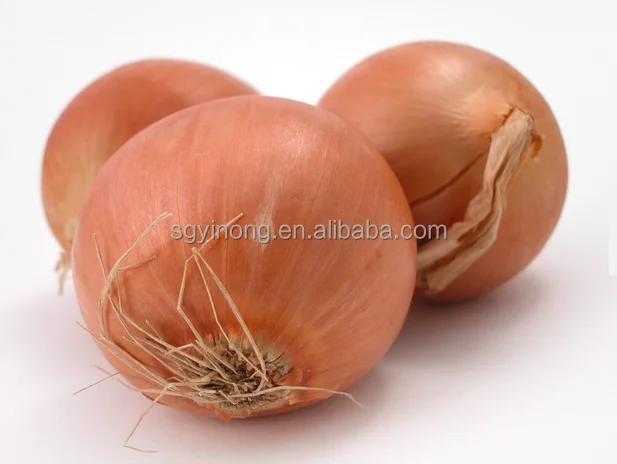 
yellow hybrid f1 onion seeds 