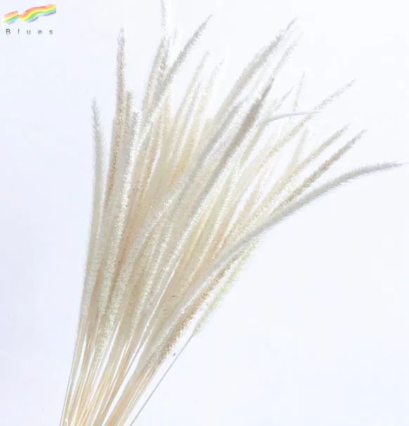 Hot sale fresh dried decorative pampas grass spindly plants color