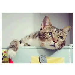 Wish Hot Selling diamond painting animal wolf drill cross embroidery bedroom living room decorative painting wholesale supply