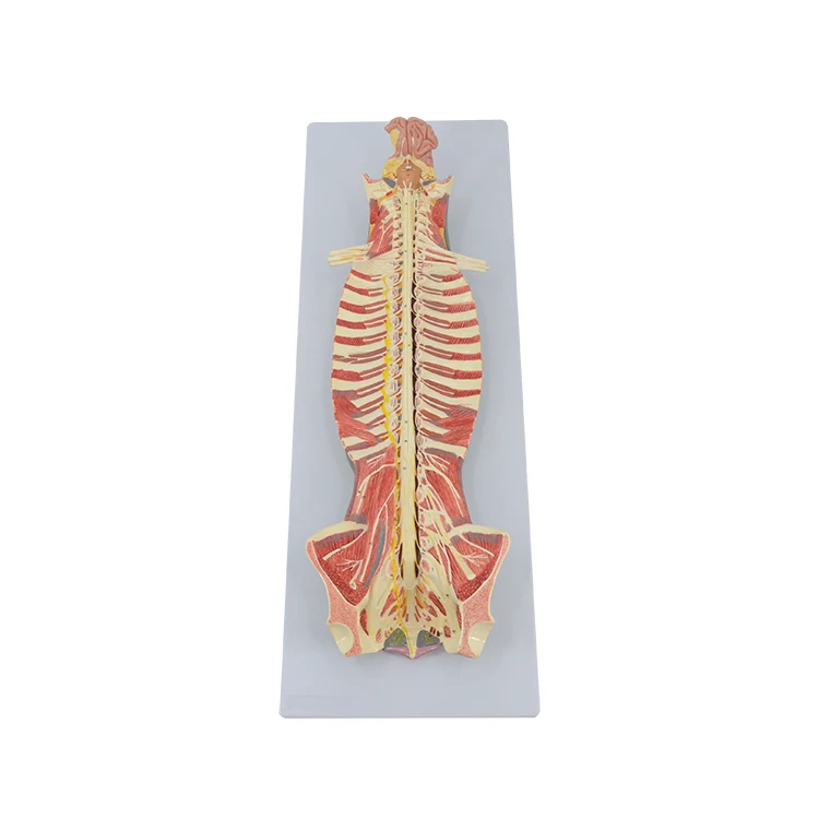 Spinal Cord in the Spinal Canal Model Brain Nerves Cerebral Nerves Anatomical Model Educational Equipment Medical Sciences
